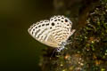 White Lineblue Nacaduba angusta albida