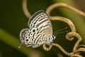 White Lineblue Nacaduba angusta kerriana