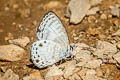 White Lineblue Nacaduba angusta albida