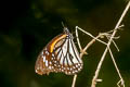 White Tiger Danaus melanippus hegesippus