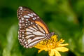 White Tiger Danaus melanippus hegesippus