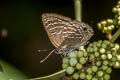 Whiteline Guava Blue Virachola kessuma deliochus (Whiteline Flash)