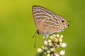 Whiteline Guava Blue Virachola kessuma deliochus (Whiteline Flash)