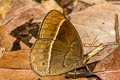 Wood-Mason's-Bushbrown Mycalesis suaveolens duguidi (Vanilla Bushbrown)