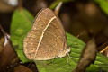 Wood-Mason's-Bushbrown Mycalesis suaveolens duguidi (Vanilla Bushbrown)