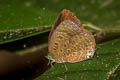 Wood's Oakblue Arhopala barami woodii