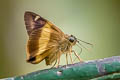 Yellow-banded Awl Hasora schoenherr chuza