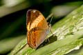 Yellow-banded Yeoman Cirrochroa orissa orissa (Banded Yeoman)