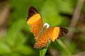 Yellow-banded Yeoman Cirrochroa orissa orissa (Banded Yeoman)