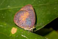 Yellow-disc Tailless Oakblue Arhopala perimuta regina