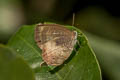 Yellow-disc Tailless Oakblue Arhopala perimuta perimuta