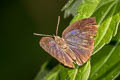 Yellow-disc Tailless Oakblue Arhopala perimuta perimuta