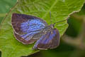 Yellow-disc Tailless Oakblue Arhopala perimuta perimuta