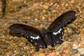 Yellow Helen Papilio chaon chaon