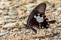 Yellow Helen Papilio chaon chaon