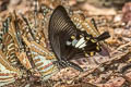 Yellow Helen Papilio chaon chaon