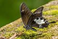 Yellow Helen Papilio chaon annulus