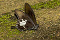 Yellow Helen Papilio chaon annulus