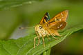 Yellow-spot Swift Zenonoida eltola eltola