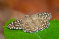 Yellow-spotted Angle Caprona alida alida (Golden Angle)