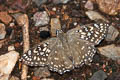 Yellow-spotted Angle Abaratha alida alida (Golden Angle)