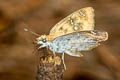 Yellow-spotted Angle Abaratha alida alida (Golden Angle)