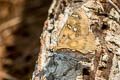 Yellow-spotted Angle Abaratha alida alida (Golden Angle)