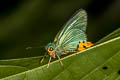 Yellow-tailed Awlking Choaspes stigmatus caudatus