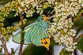 Yellow-tailed Awlking Choaspes stigmatus caudatus