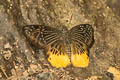 Yellow Flat Mooreana trichoneura pralaya