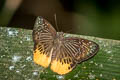 Yellow Flat Mooreana trichoneura pralaya