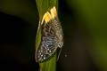 Yellow Flat Mooreana trichoneura trichoneura 