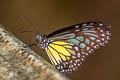 Yellow Glassy Tiger Parantica aspasia aspasia