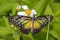 Yellow Glassy Tiger Parantica aspasia aspasia