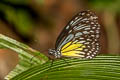 Yellow Glassy Tiger Parantica aspasia aspasia