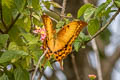 Yellow Gorgon Meandrusa payeni amphis