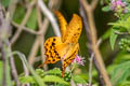 Yellow Gorgon Meandrusa payeni amphis