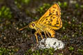 Yellow Grass Dart Taractrocera archias quinta