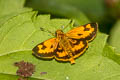 Yellow Grass Dart Taractrocera archias quinta