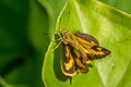 Yellow Grass Dart Taractrocera archias quinta