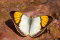 Yellow Orange Tip Ixias pyrene verna