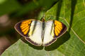 Yellow Orange Tip Ixias pyrene verna