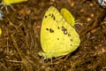 Yellow Orange Tip Ixias pyrene verna