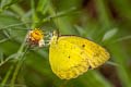 Yellow Orange Tip Ixias pyrene verna