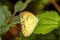 Yellow Orange Tip Ixias pyrene verna