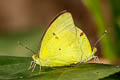 Yellow Orange Tip Ixias pyrene verna