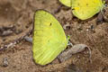 Yellow Orange Tip Ixias pyrene verna