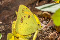 Yellow Orange Tip Ixias pyrene yunnanensis