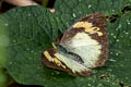 Yellow Orange Tip Ixias pyrene verna