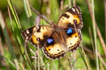 Yellow Pansy Junonia hierta hierta